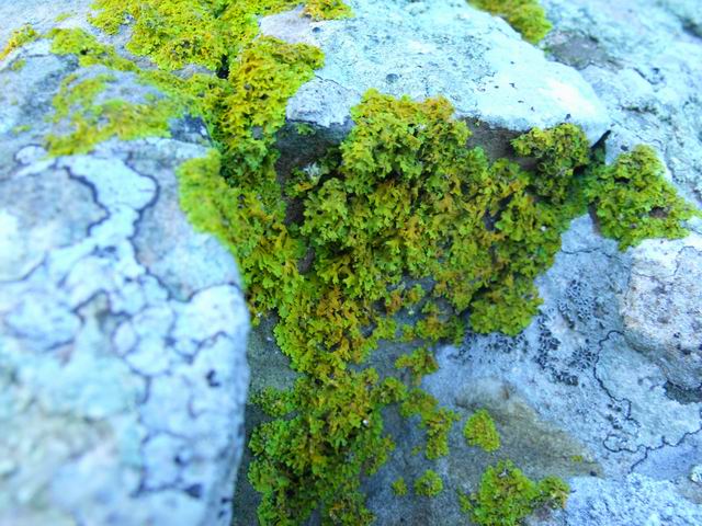 Xanthoria parietina (?)